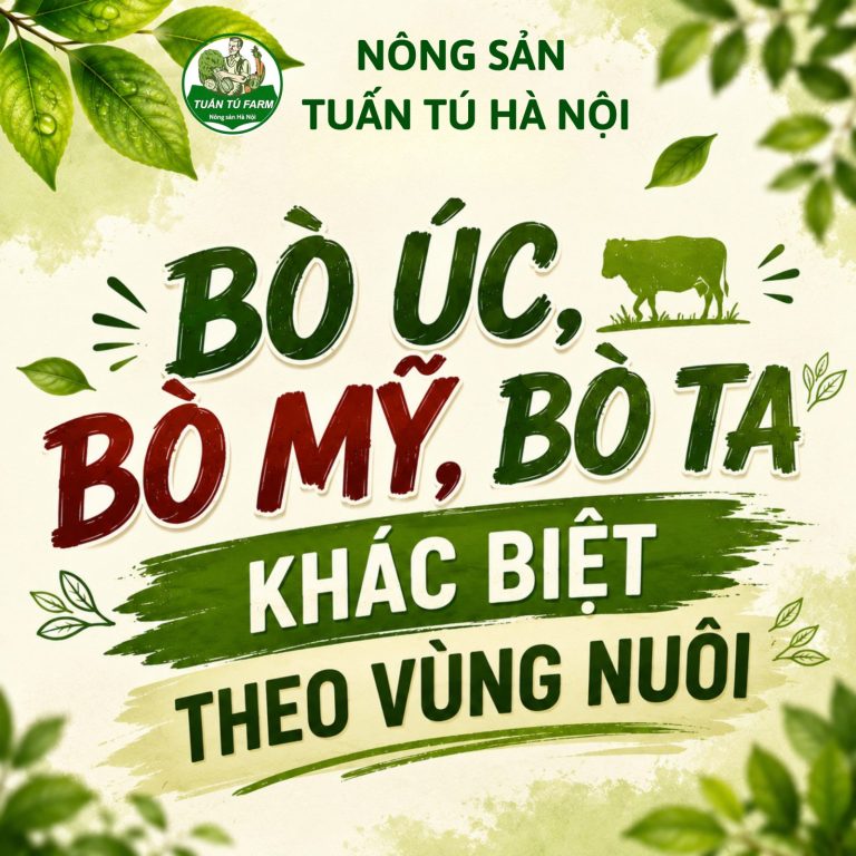 Phân Biệt Bò Úc, Bò Mỹ, Bò Ta — Khác Biệt Theo Vùng Nuôi
