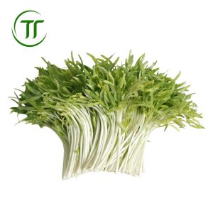 Rau mầm trắng to