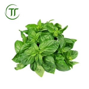 Lá quế tây tươi