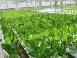 Xà lách trồng thuỷ canh xanh mướt kín nhà kính lớn