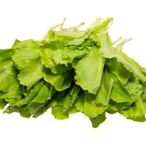 Rau xà lách xoăn ta