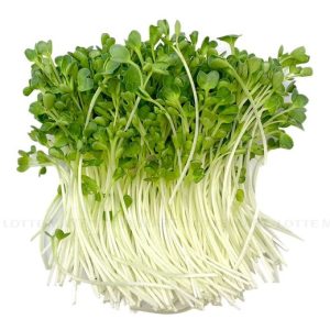 Mầm cải xanh