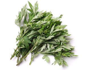 Ngải cứu
