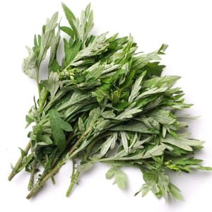 Ngải cứu