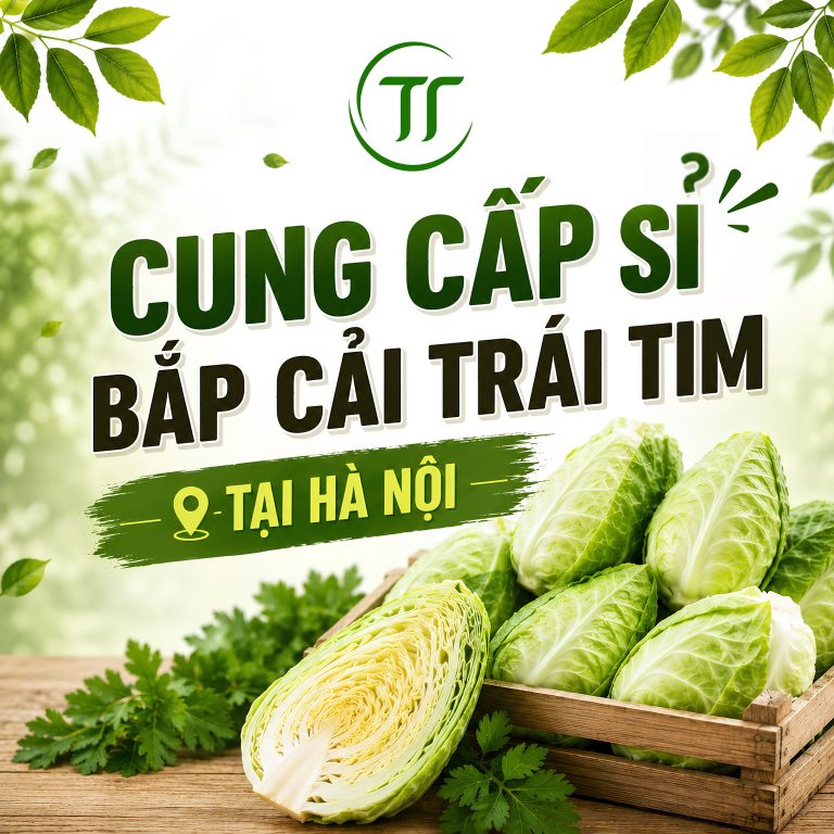 Cung Cấp Sỉ Bắp Cải Trái Tim Tại Hà Nội | Báo Giá Mới Nhất