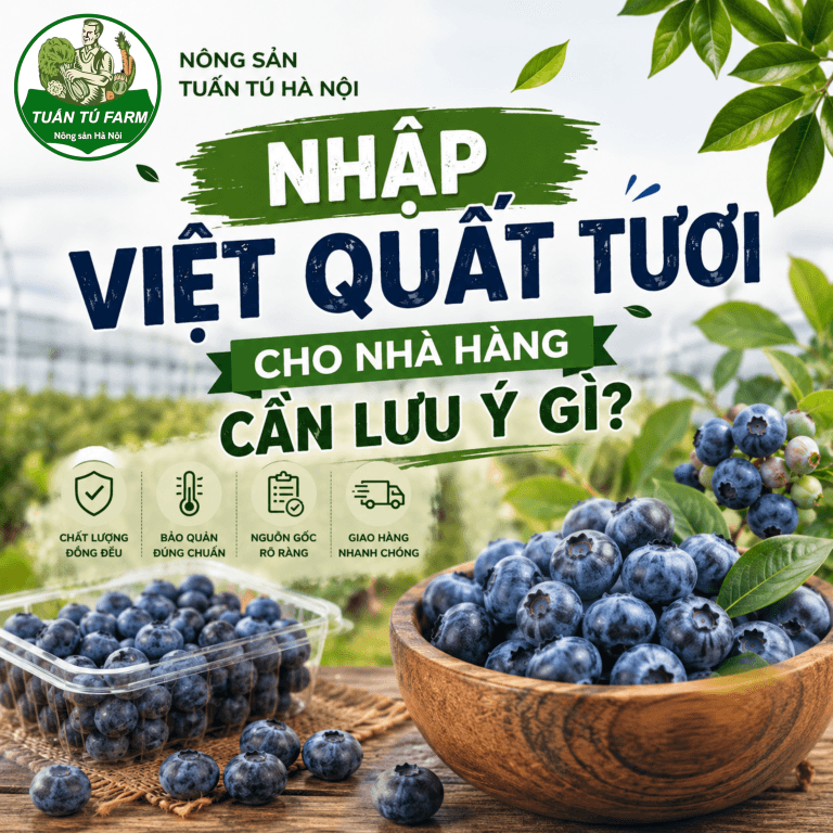 Nhập Việt Quất Tươi Cho Nhà Hàng Cần Lưu Ý Gì?