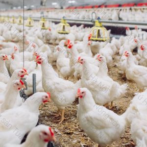 Cung Cấp Thịt Gà Công Nghiệp Và Gà Ta Cho Nhà Hàng