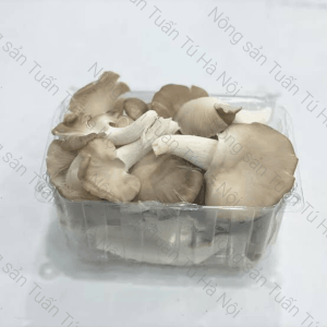 Nấm Bào Ngư Xám: Đặc Điểm, Cách Chọn Và Mẹo Bảo Quản