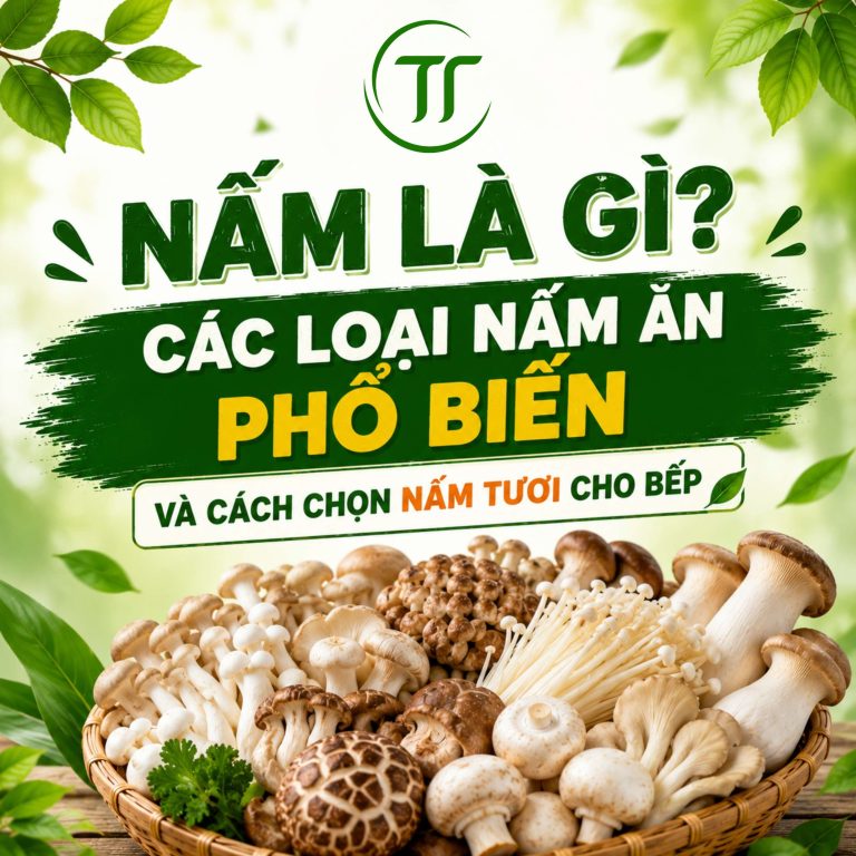 Nấm Là Gì? Các Loại Nấm Ăn Phổ Biến Và Cách Chọn Nấm Tươi Cho Bếp