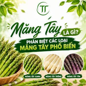 Măng Tây Là Gì? Phân Biệt Các Loại Măng Tây Phổ Biến