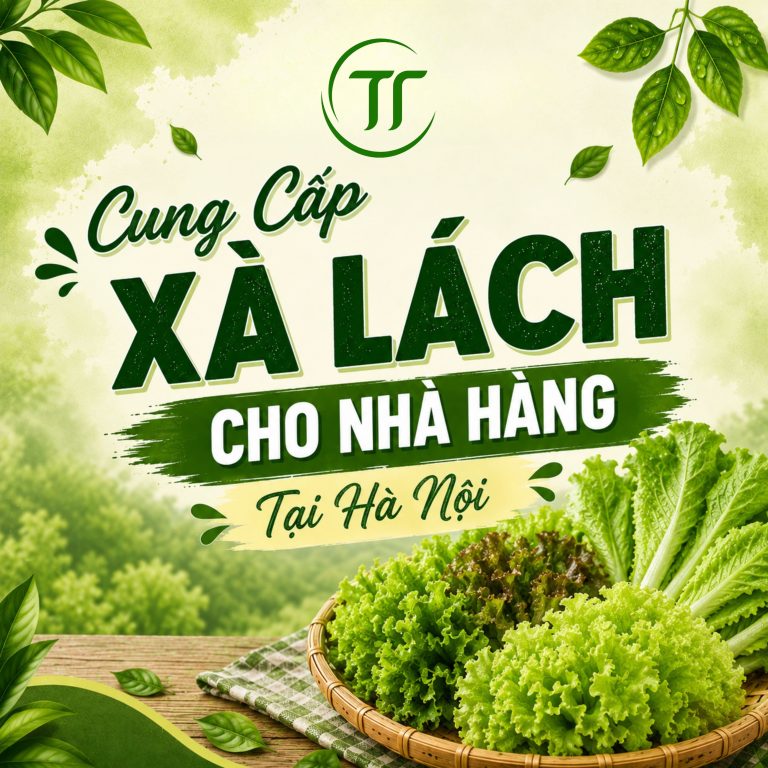 Cung Cấp Xà Lách Cho Nhà Hàng Tại Hà Nội
