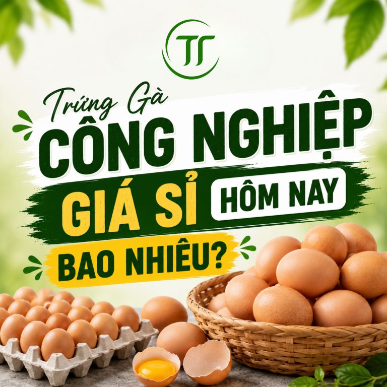 Trứng Gà Công Nghiệp Giá Sỉ Hôm Nay Bao Nhiêu?