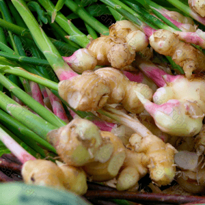Gừng Củ Tươi Cho Bếp Nhà Hàng