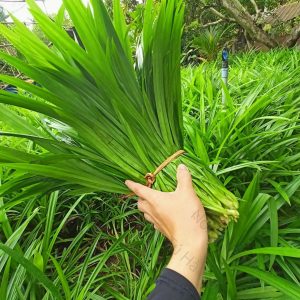 Lá Nếp Giá Bao Nhiêu? Mua Sỉ Giao Trong Ngày Hà Nội