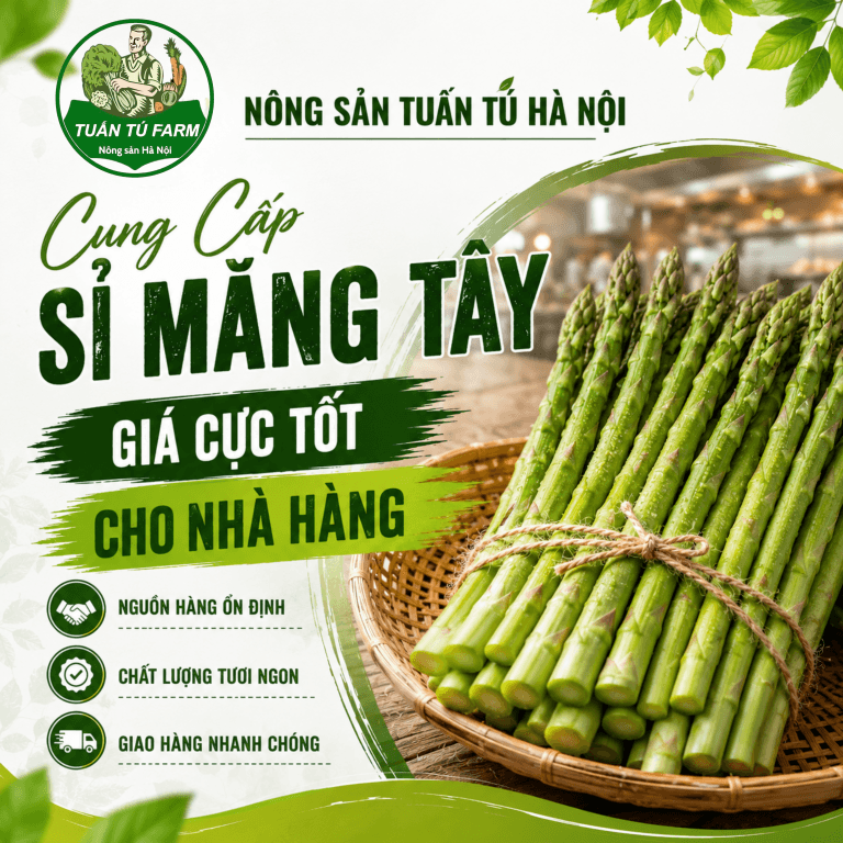Giá Măng Tây Xanh, Trắng, Tím – Cung Cấp Sỉ Măng Tây Ngon Cho Nhà Hàng