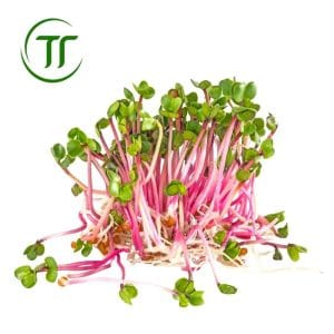 Mầm cải đỏ