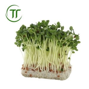 Mầm cải