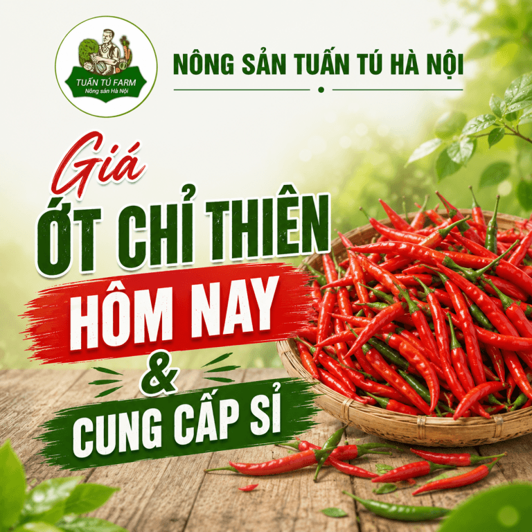 Giá Ớt Chỉ Thiên Hôm Nay & Cung Cấp Sỉ