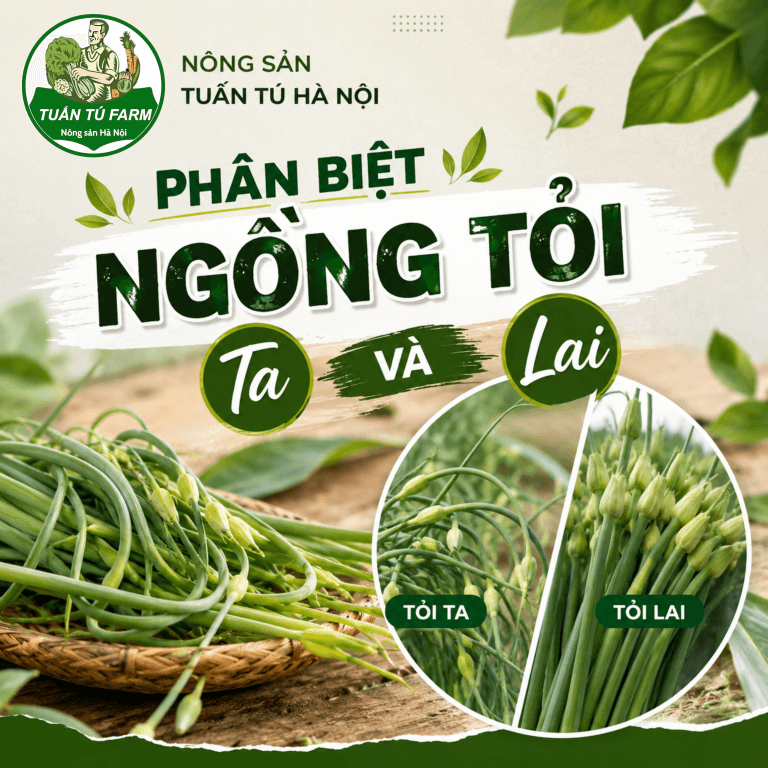 Ngồng Tỏi Ta Và Ngồng Tỏi Lai: Cách Phân Biệt Khi Nhập Bếp