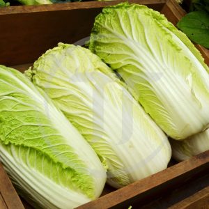 Cải Mầm Đá Hay Cải Thảo: Chọn Đúng Để Không Tốn Chi Phí