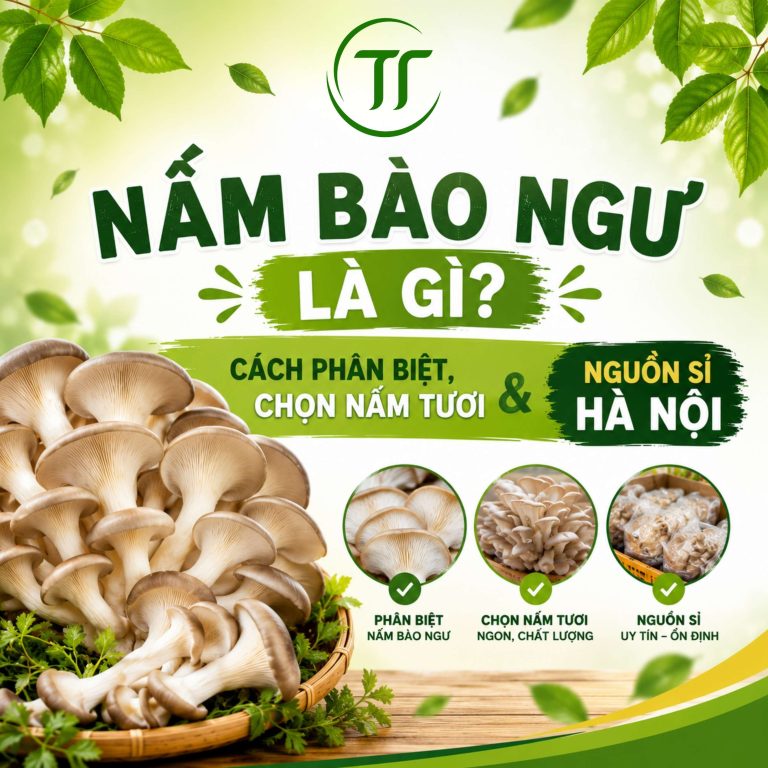 Nấm Bào Ngư Là Gì? Phân Biệt Xám, Trắng, Trân Châu