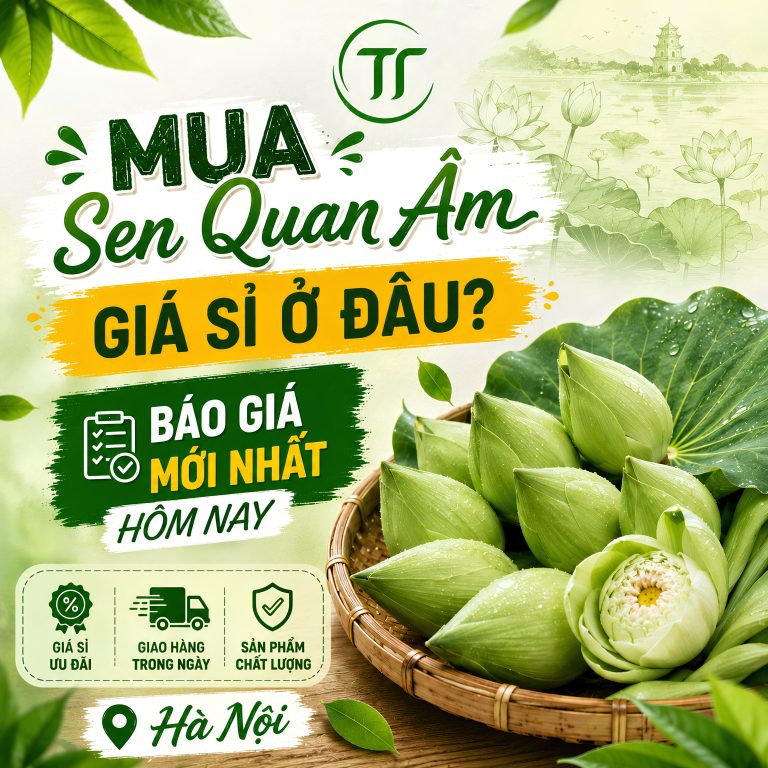 Mua Sen Quan Âm Giá Sỉ Ở Đâu? Báo Giá Mới Nhất Hôm Nay