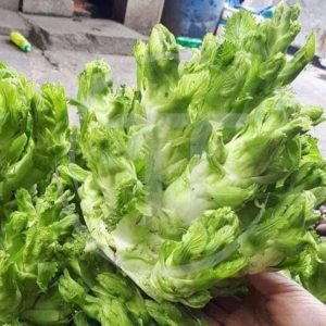 Cải Mầm Đá Hay Cải Thảo: Chọn Đúng Để Không Tốn Chi Phí