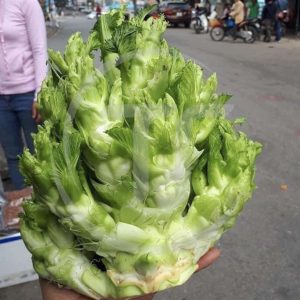 Cải Mầm Đá Hay Cải Thảo: Chọn Đúng Để Không Tốn Chi Phí