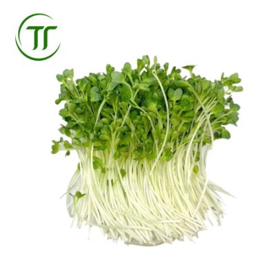 Cải Mầm Xanh Cải Mầm Xanh