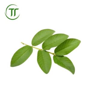Lá Ổi