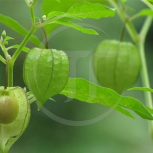 Cây Thù Lù Có Tốt Không? Công Dụng Và Những Lầm Tưởng