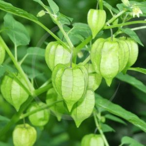 Cây Thù Lù Có Tốt Không? Công Dụng Và Những Lầm Tưởng