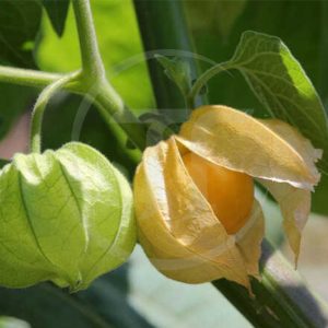 Cây Thù Lù Có Tốt Không? Công Dụng Và Những Lầm Tưởng