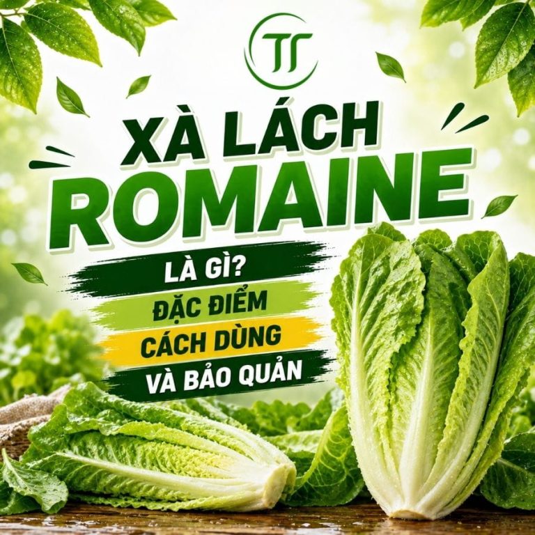 Xà Lách Romaine Là Gì? Đặc Điểm, Cách Dùng Và Bảo Quản