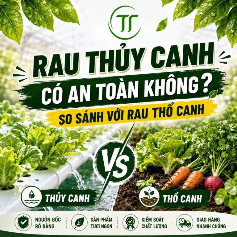 Rau Thủy Canh Có An Toàn Không? So Sánh Với Rau Thổ Canh