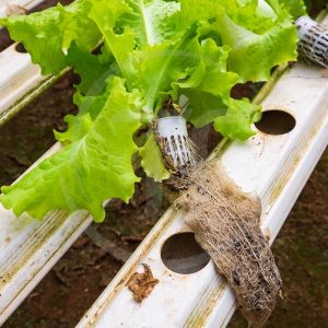 Rau Thủy Canh Có An Toàn Không? So Sánh Với Rau Thổ Canh