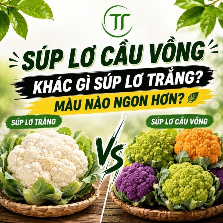 Súp Lơ Cầu Vồng Khác Gì Súp Lơ Trắng? Màu Nào Ngon Hơn?