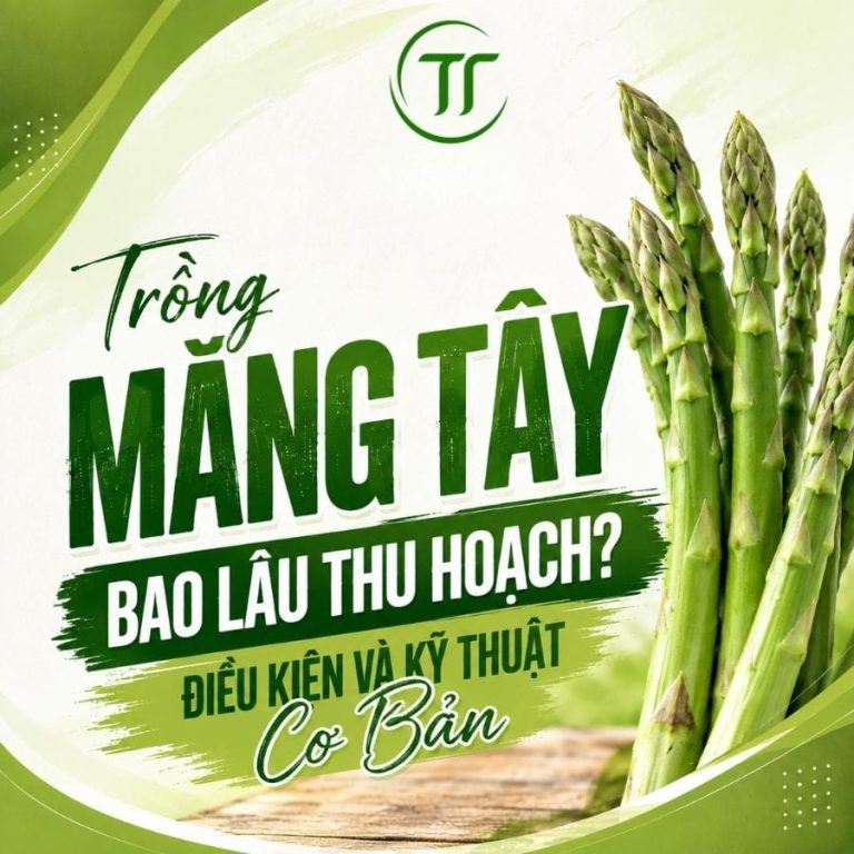 Trồng Măng Tây Bao Lâu Thu Hoạch? Điều Kiện Và Kỹ Thuật Cơ Bản