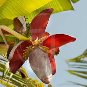 Cách Làm Hoa Chuối Thái Không Bị Thâm Đen, Trắng Giòn Như Ngoài Hàng