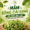 Mầm Bông Cải Xanh Để Được Bao Lâu? Cách Bảo Quản Đúng Cách