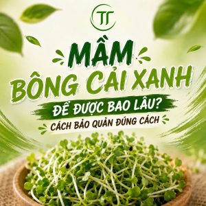 Mầm Bông Cải Xanh Để Được Bao Lâu? Cách Bảo Quản Đúng Cách