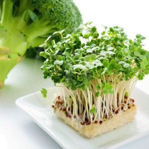 Mầm Bông Cải Xanh Để Được Bao Lâu? Cách Bảo Quản Đúng Cách