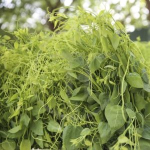 Cách Chế Biến Rau Bò Khai Ngon, Giòn, Không Bị Hắc