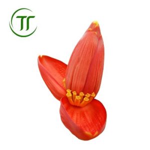 Hoa Chuối Rừng