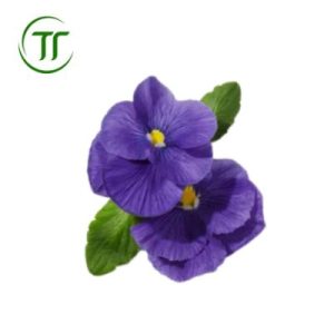 Hoa Violet