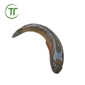 Cá Quả Để Sống