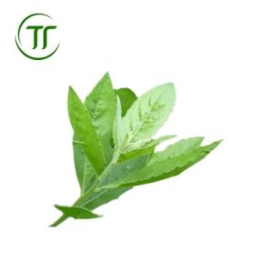 Cúc Tần