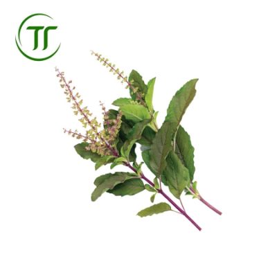 Hương Nhu Tím Hương Nhu Tím