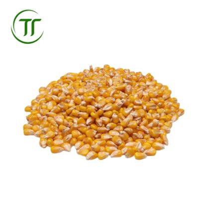 Ngô Hạt Ngô Hạt