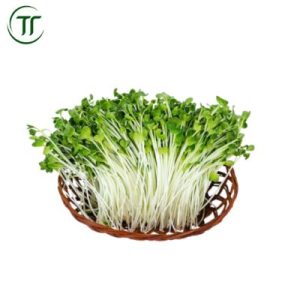 Cải Mầm Trắng